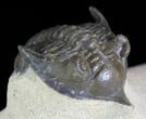 Pseudocryphaeus (Cryphina) Trilobite #64418-4